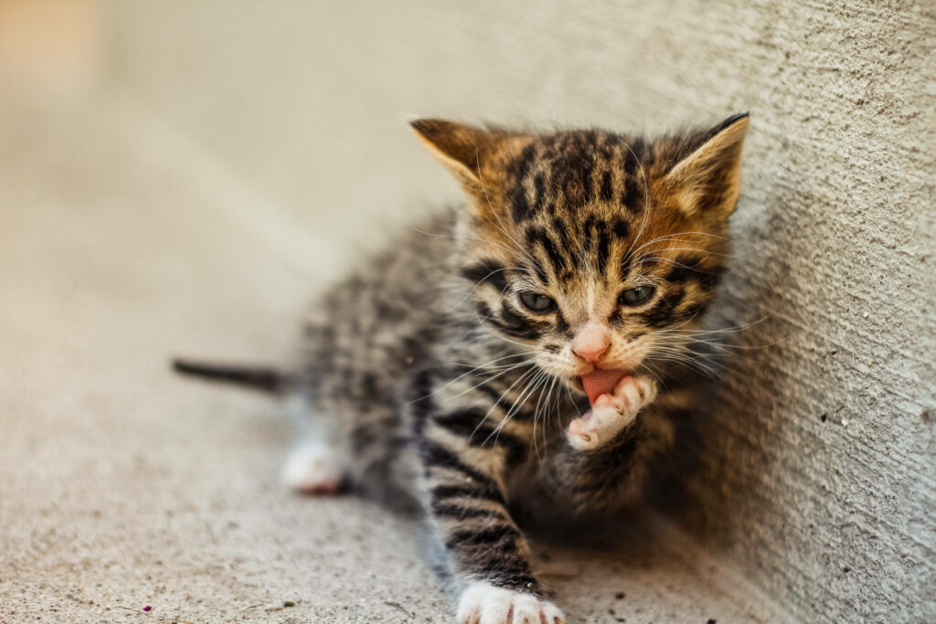 Adorable Striped Gray Kitten Grooming Near a Gray Concrete Wall - Charming Cat Wallpaper
