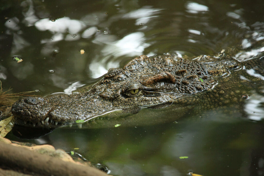 Intense Alligator Wallpaper: Lurking in Murky Water Background