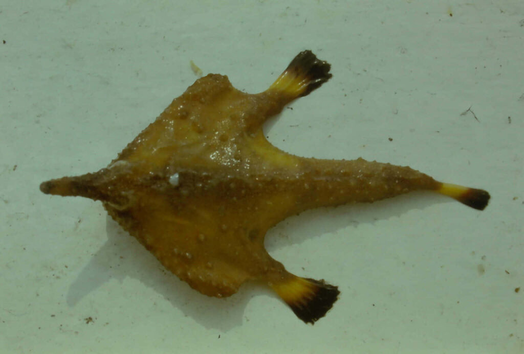 Preserved batfish specimen with triangular body and detailed texture on white background wallpaper