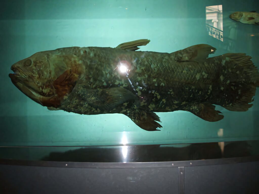 Preserved coelacanth fish in museum exhibit with teal background showcasing prehistoric scales Wallpaper