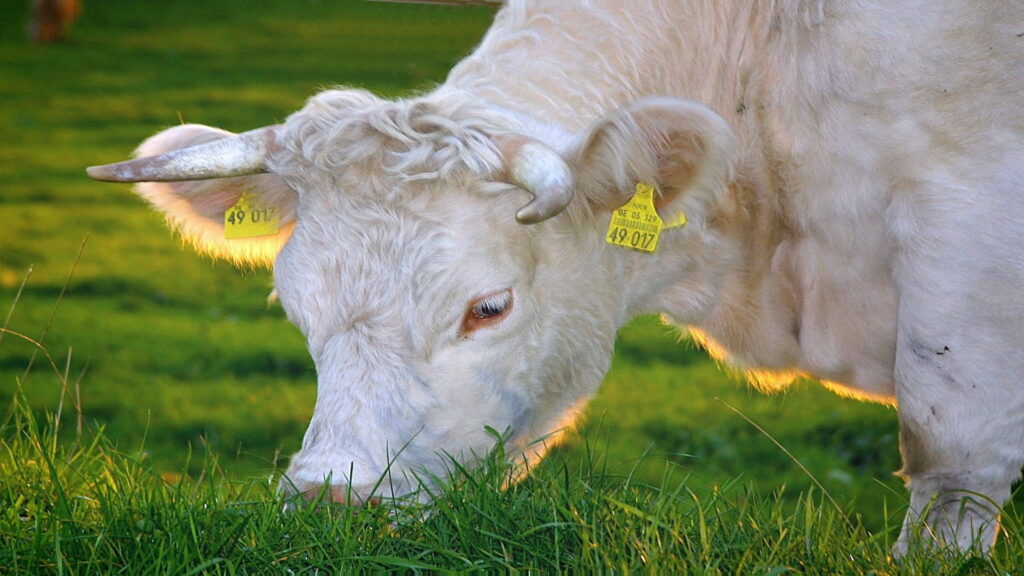 Grazing Beauty: HD Wallpaper of a Gorgeous Cow Enjoying a Meal