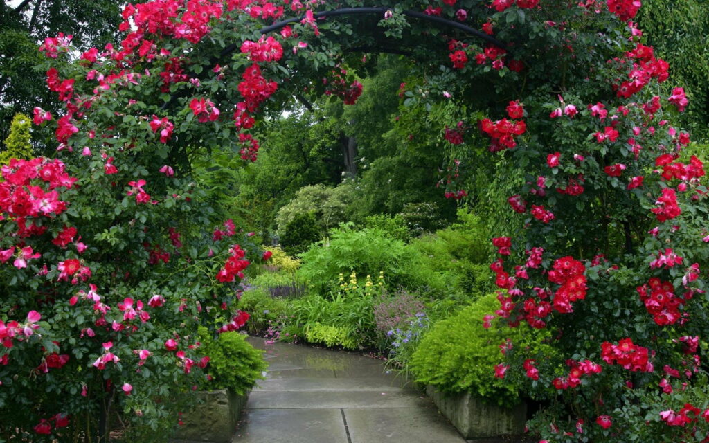 Stone path through metal archway covered in vibrant red roses in lush garden oasis wallpaper