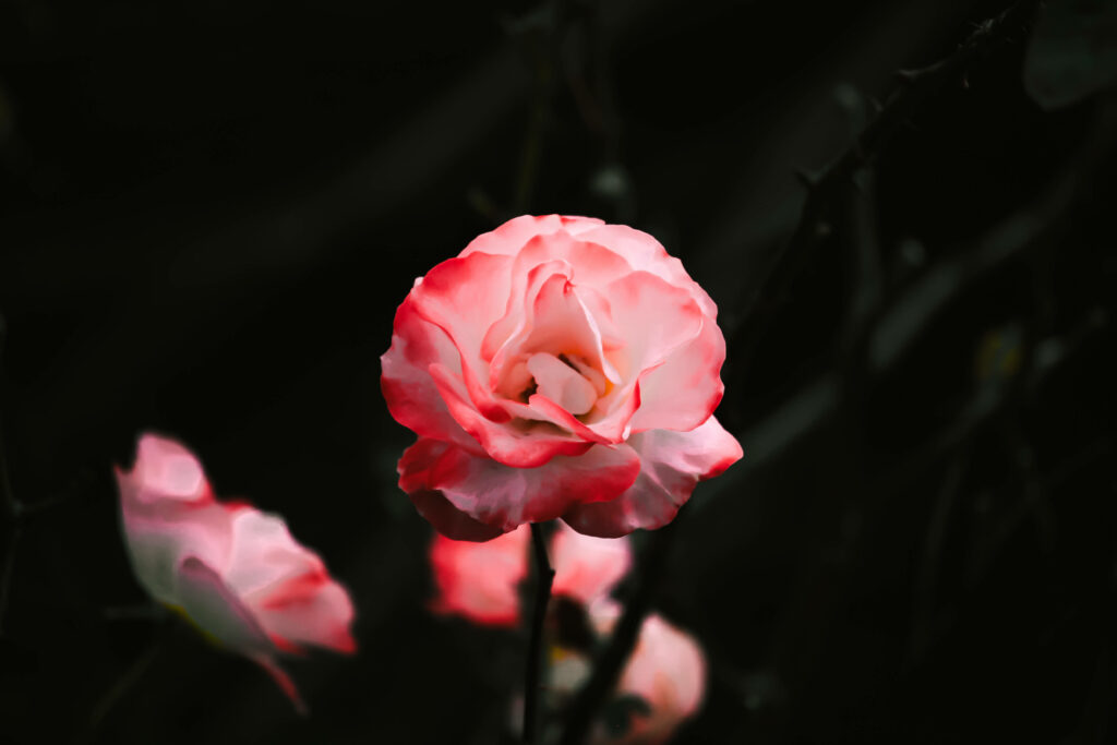Gorgeous 'Queen Elizabeth' Flowers Blooming in a Stunning Pink Background Wallpaper