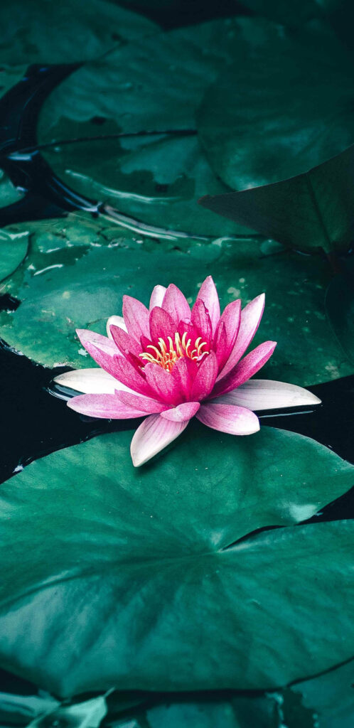Majestic Pink Pygmy Water Lily: A Breathtaking 4k HD Mobile Wallpaper
