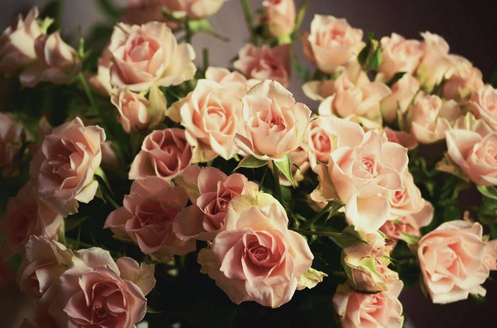 High definition floral wallpaper of soft pink rose bouquet with moody romantic lighting background
