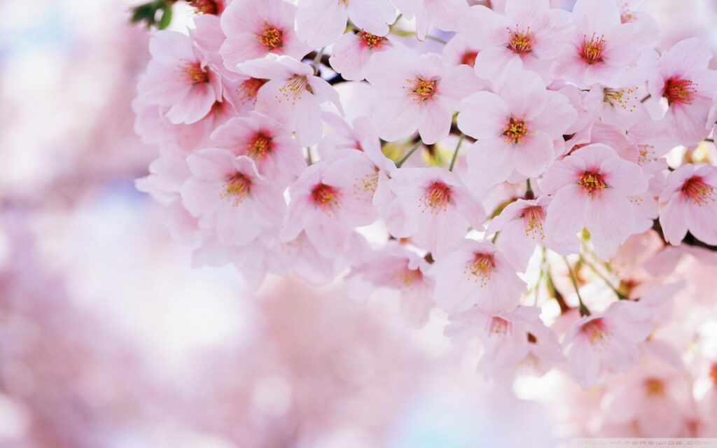 HD wallpaper soft-focus pink cherry blossoms spring sakura flowers bright airy background
