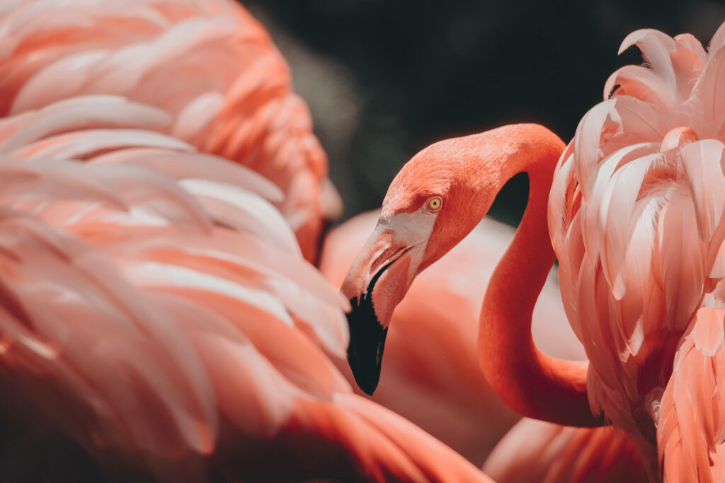 Pink Majesty: A Stunning 4K Desktop Flamingo Wallpaper with Majestic Vibes
