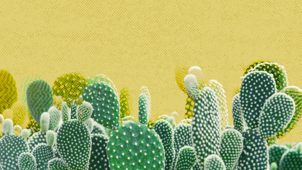 Desert Dreams: A Clean Western Aesthetic Cacti Wallpaper