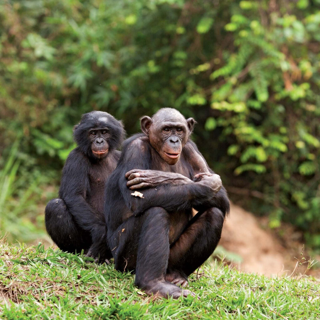 Two bonobos relaxing on vibrant green grass in a lush tropical forest wallpaper background