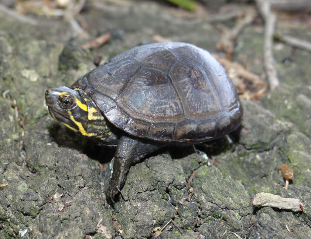Pristine Mud Turtle Wallpaper: Dark Brown Shell in Natural Setting