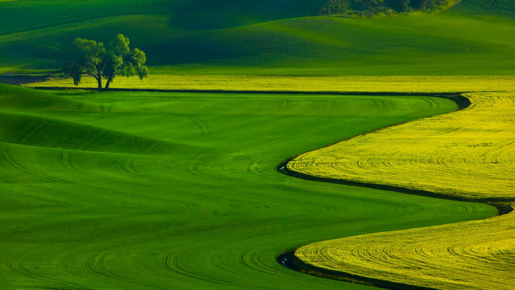 Breathtaking Serenity: Vibrant Agricultural Haven amidst Lush Greenery Wallpaper