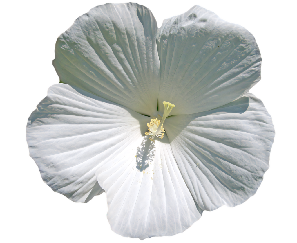 Pristine White Hibiscus Flower on Transparent Background for Design Use Wallpaper