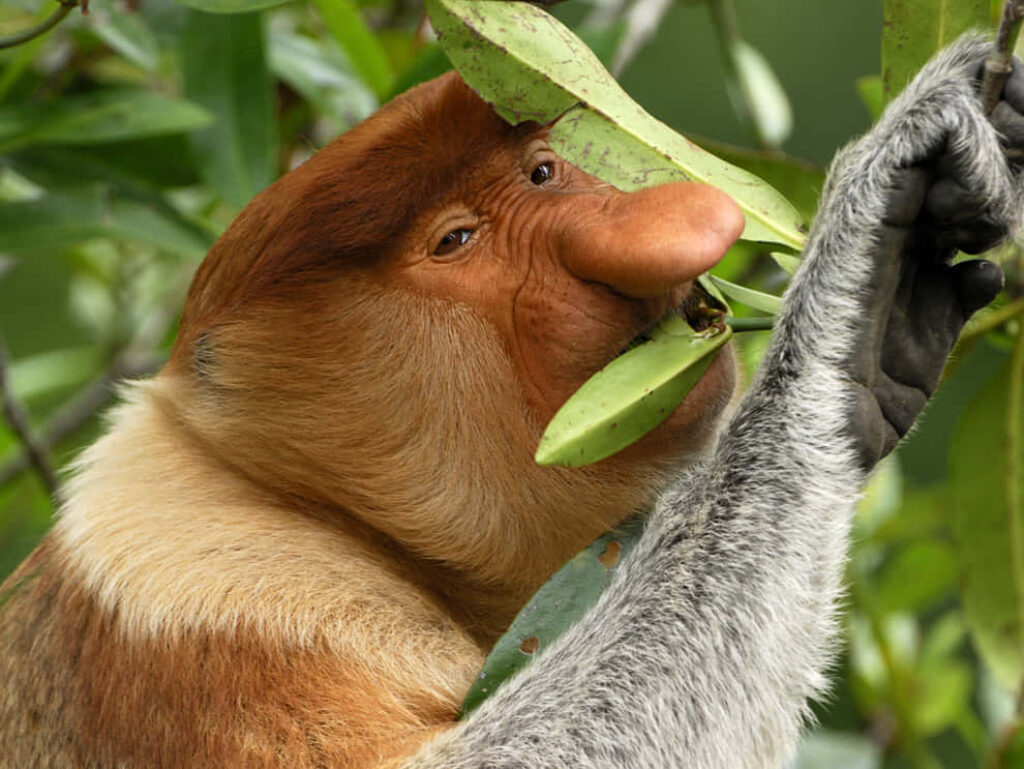 Proboscis Monkey Feasting in Lush Greenery: A Serene Natural Habitat Wallpaper