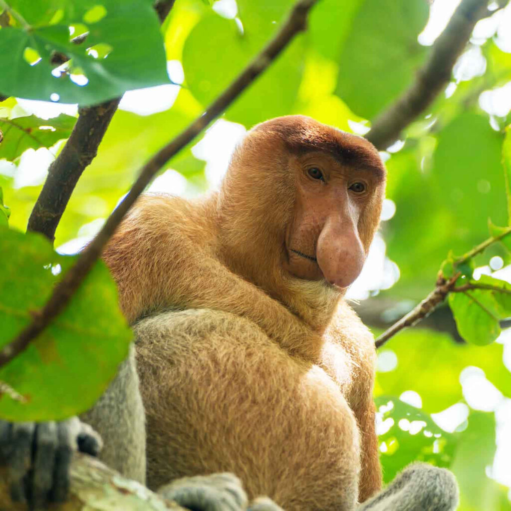 Striking Proboscis Monkey Amidst Lush Green Foliage Wallpaper