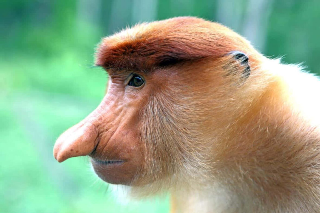 Proboscis Monkey Wallpaper: Unique Primate in Lush Forest Setting