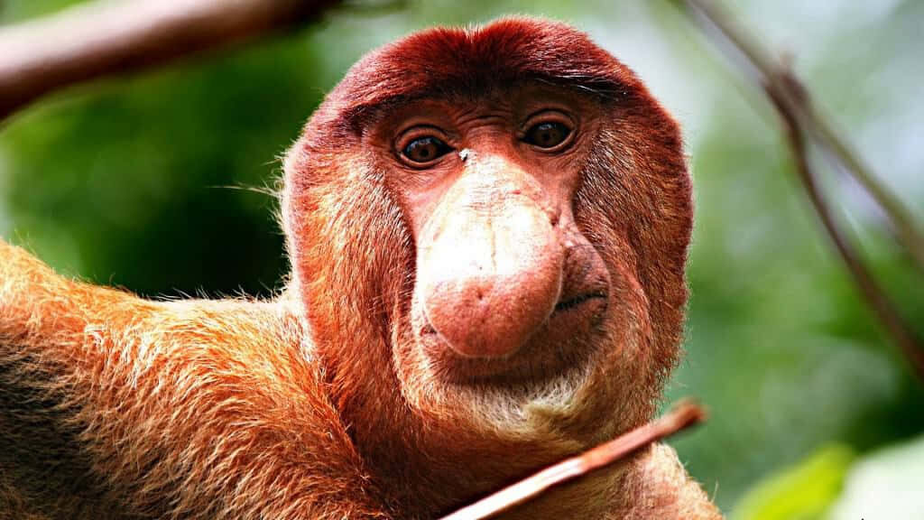 Proboscis Monkey Wallpaper: Unique Charm in Lush Green Background
