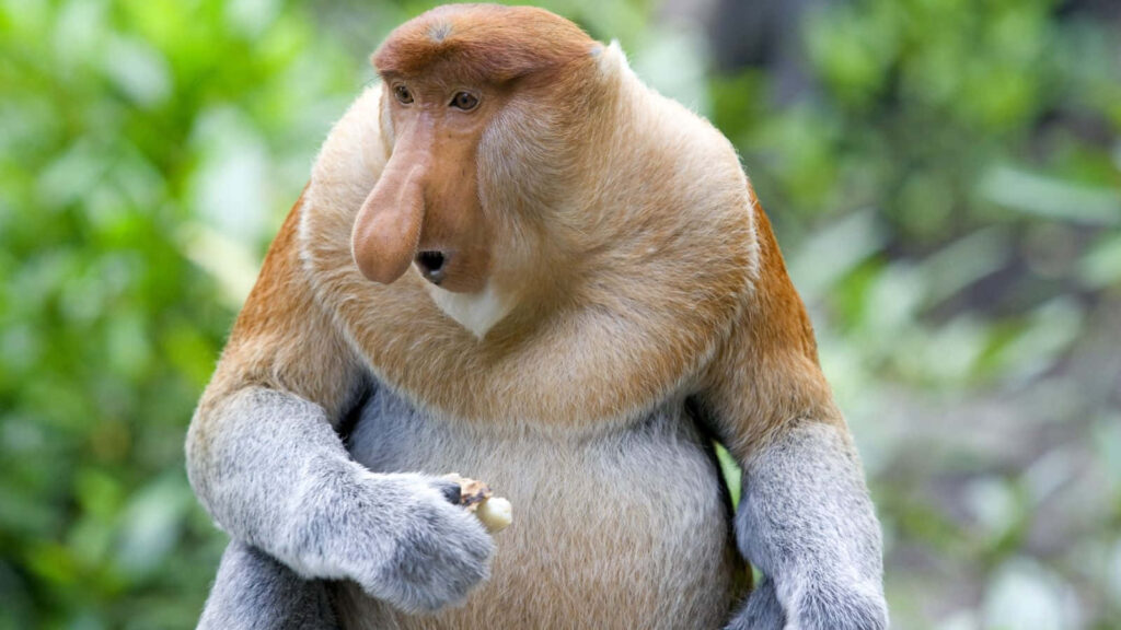 Proboscis Monkey Wallpaper: Unique Primate in Borneo's Lush Greenery