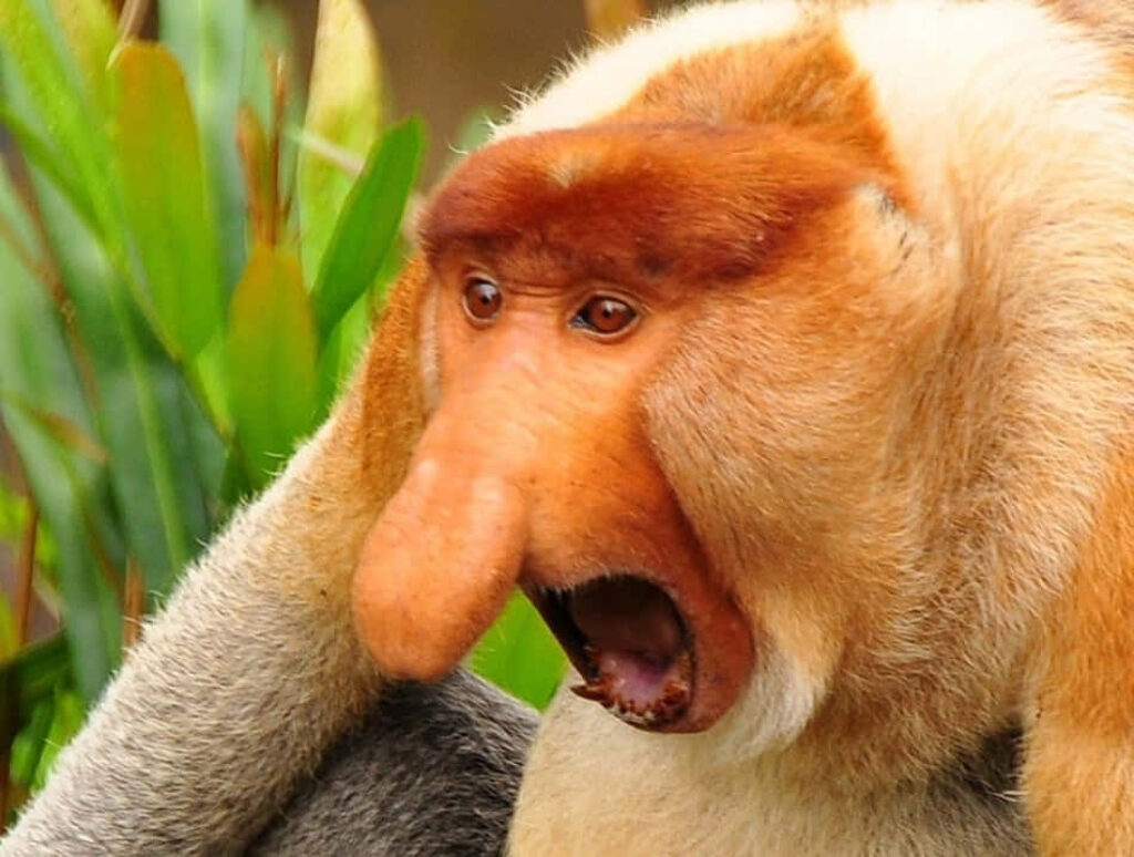 Proboscis Monkey in Tree: Unique Long Nose & Reddish-Brown Fur Wallpaper