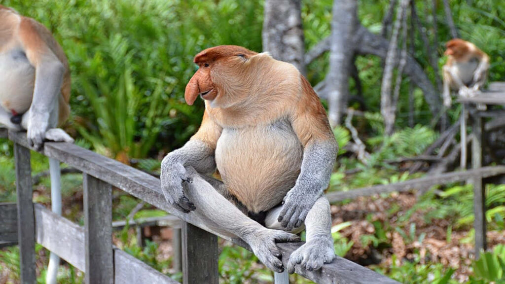 Tranquil Proboscis Monkeys on Wooden Railing in Lush Greenery Wallpaper
