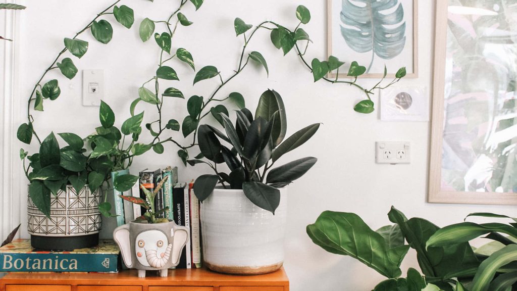 Professional Zoom background with lush indoor plants rubber plant pothos elephant planter Botanica book Wallpaper
