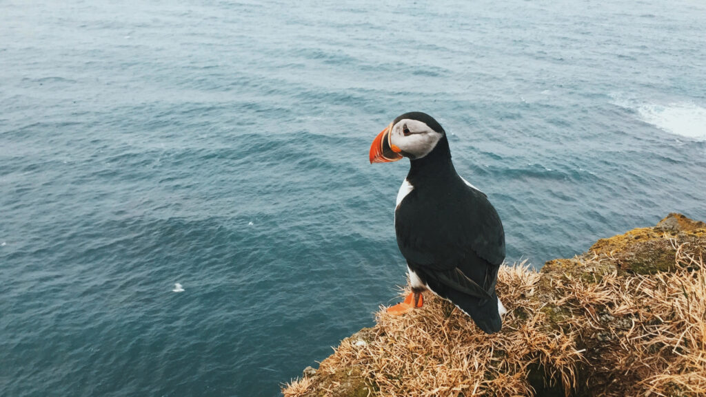 Serene Puffin Overlooking Ocean - Stunning Nature Wallpaper