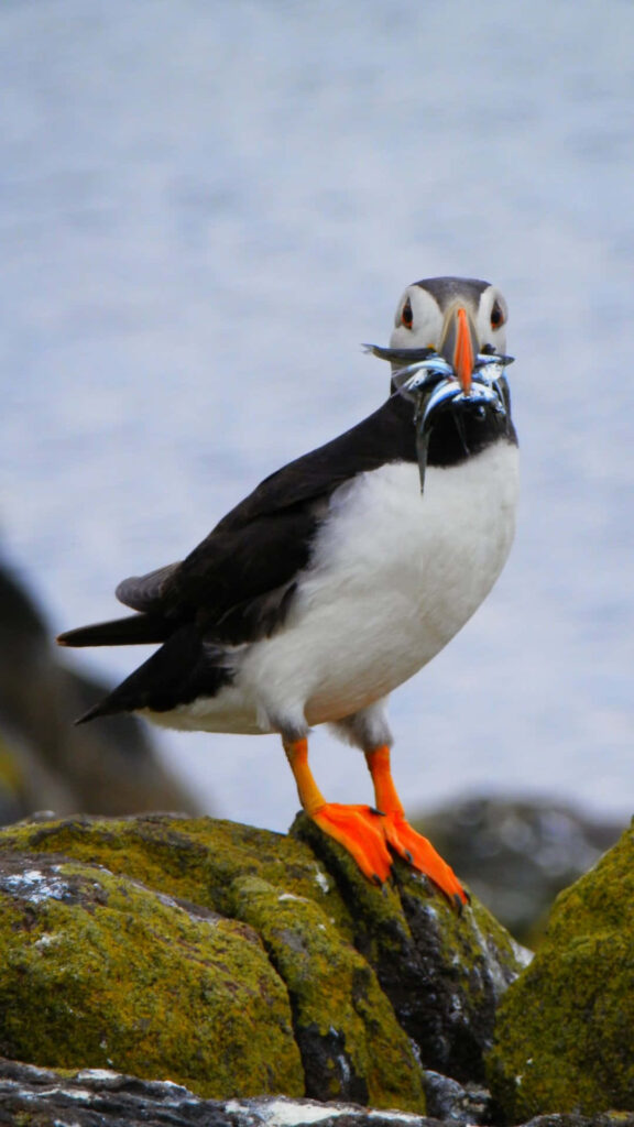 Puffin on Mossy Rock: Vibrant Bird with Fish Against Water Background Wallpaper