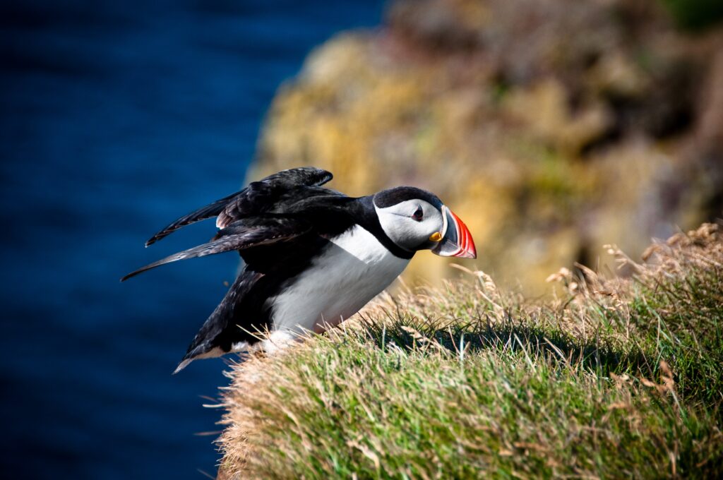 Puffin at Cliff's Edge: Grassy Landscape & Ocean Background Wallpaper