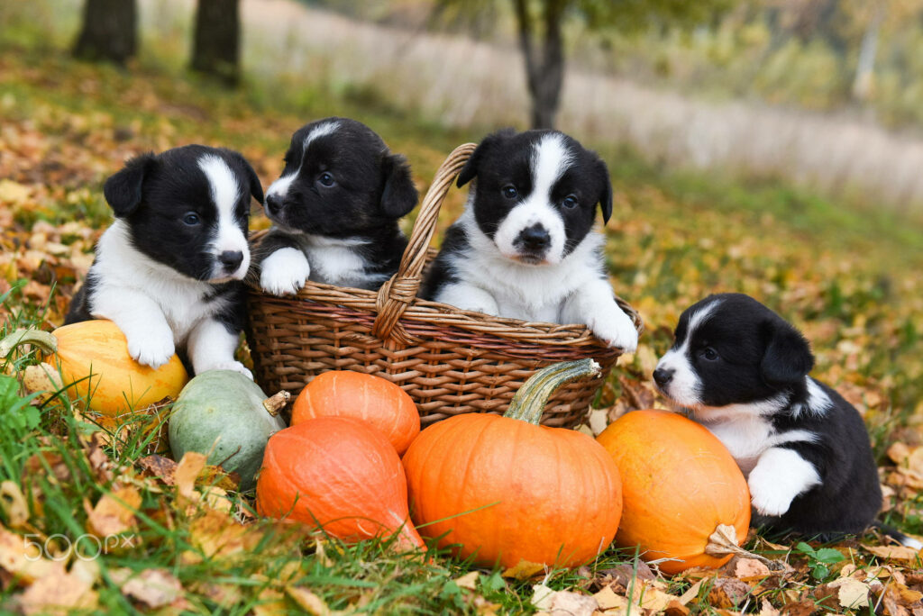 Spooky Cuddle Buddies: Adorable Halloween Pups in Autumn Park Wallpaper