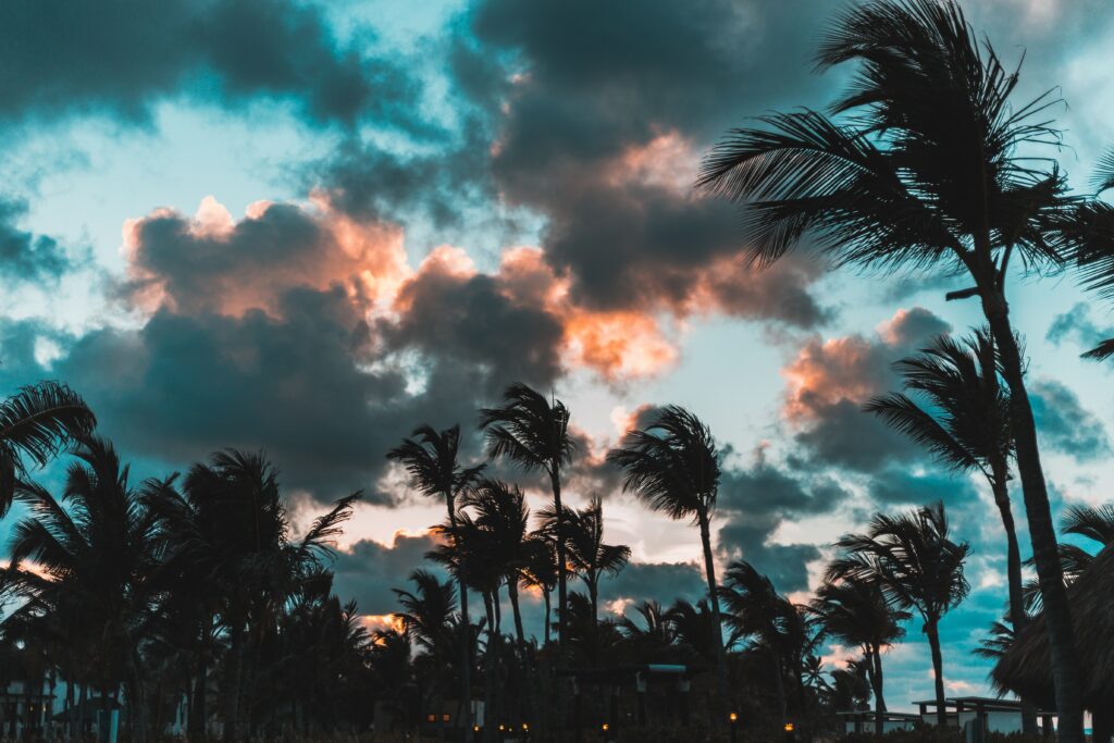 Swaying palm trees under dramatic tropical sunset sky with dark clouds in Punta Cana coast Wallpaper
