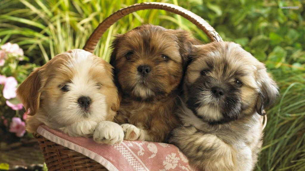 Puppies Packed in a Cute Picnic Basket: A Delightful Canine Basketful for an Adorable Background Wallpaper