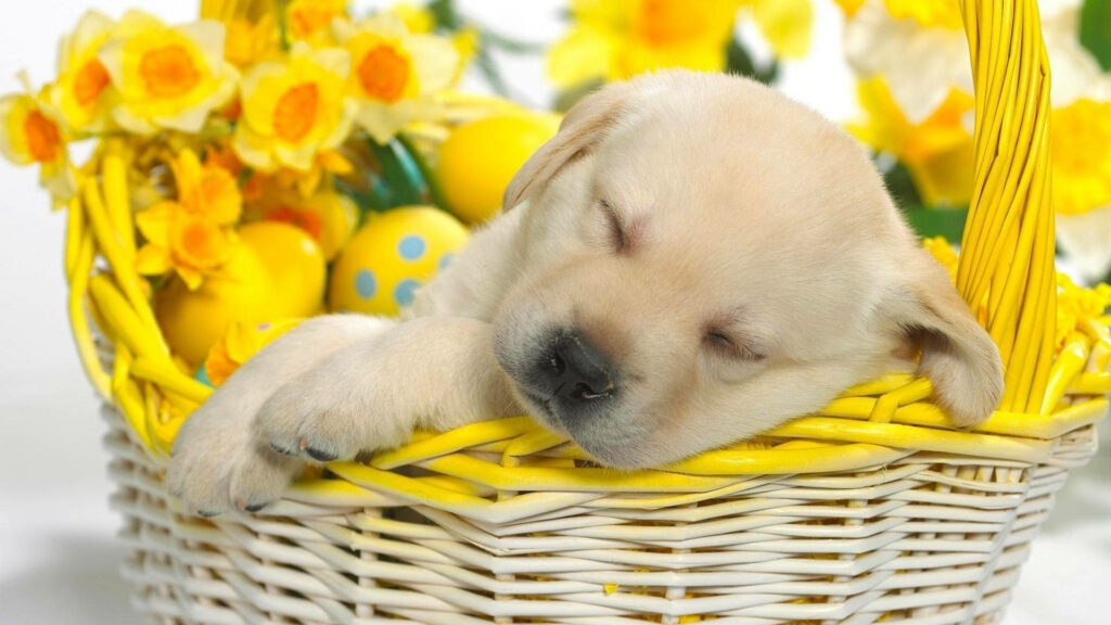 Puppy's Serene Slumber Surrounded by Vibrant Spring Delights: Wicker Basket, Yellow Flowers, and Easter Eggs Wallpaper