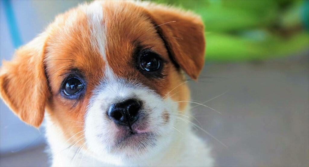 Captivating Gaze of an Adorable Baby Face Puppy Set Against a Charming Background Wallpaper