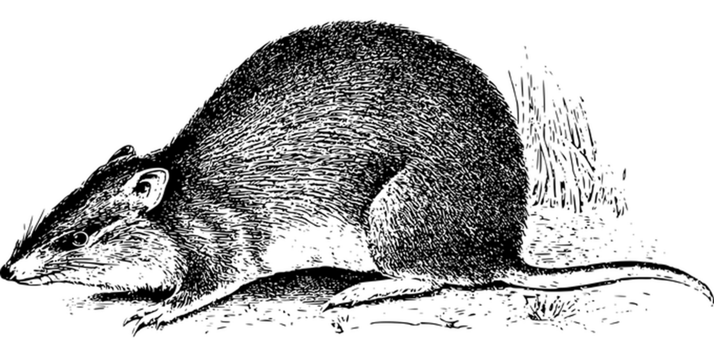 Pure Black Background Image for Design and Visual Projects Wallpaper
