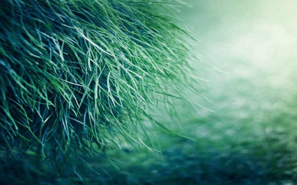 Lush Green Serenity: A Captivating Nature Wallpaper in HD