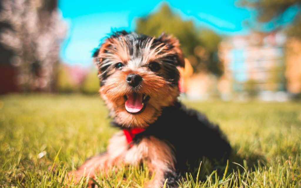 Enchanting Yorkie Pup Basking in the Sun, Playfully Tongue-Tied Against Serene Backdrop Wallpaper