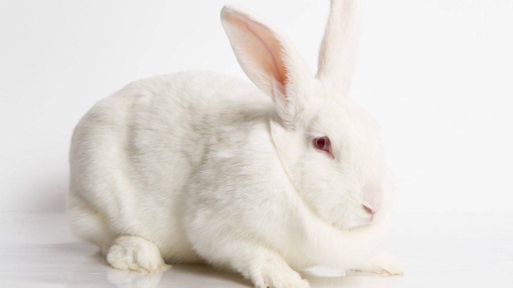 Pure white bunny with pink eyes on minimalist background soft fur studio lighting wallpaper