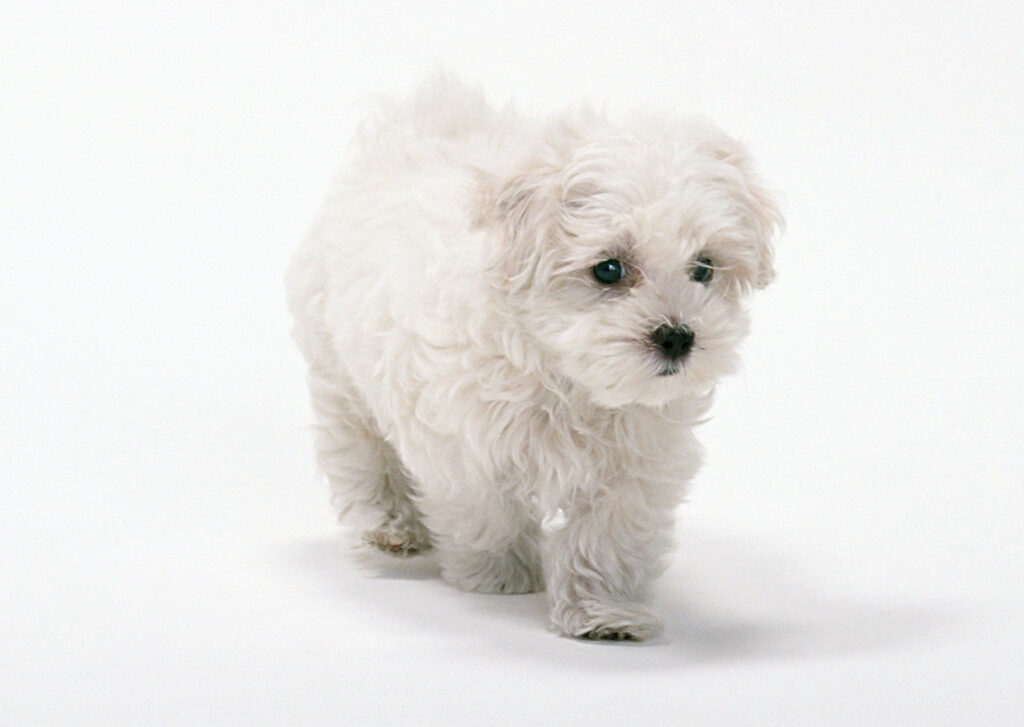 Pristine Pup Poses Against a Snowy Backdrop Wallpaper