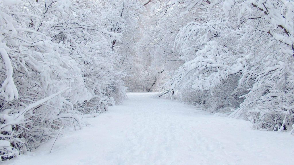Snow-covered forest path winding through frosted trees serene winter wallpaper background