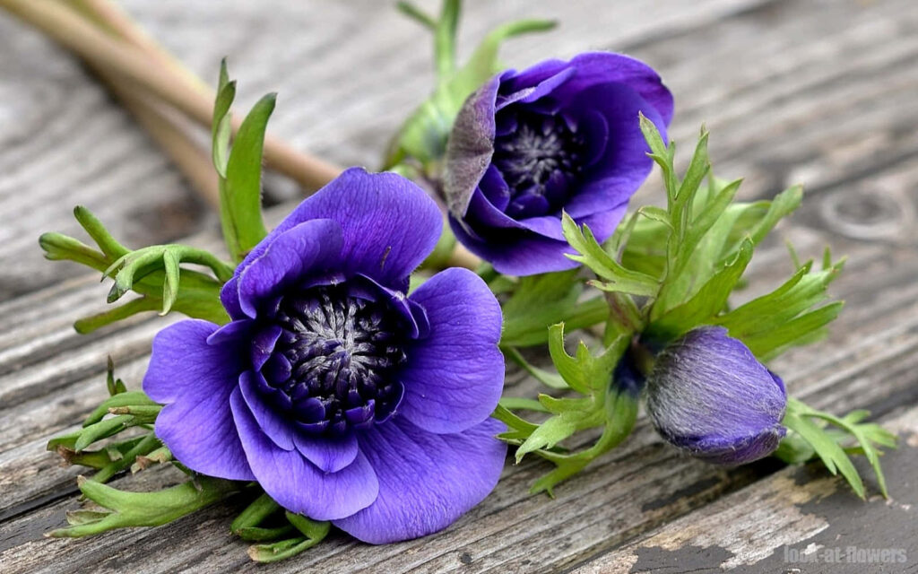 Purple Anemone Wallpaper: Vibrant Flowers on Rustic Wood Background