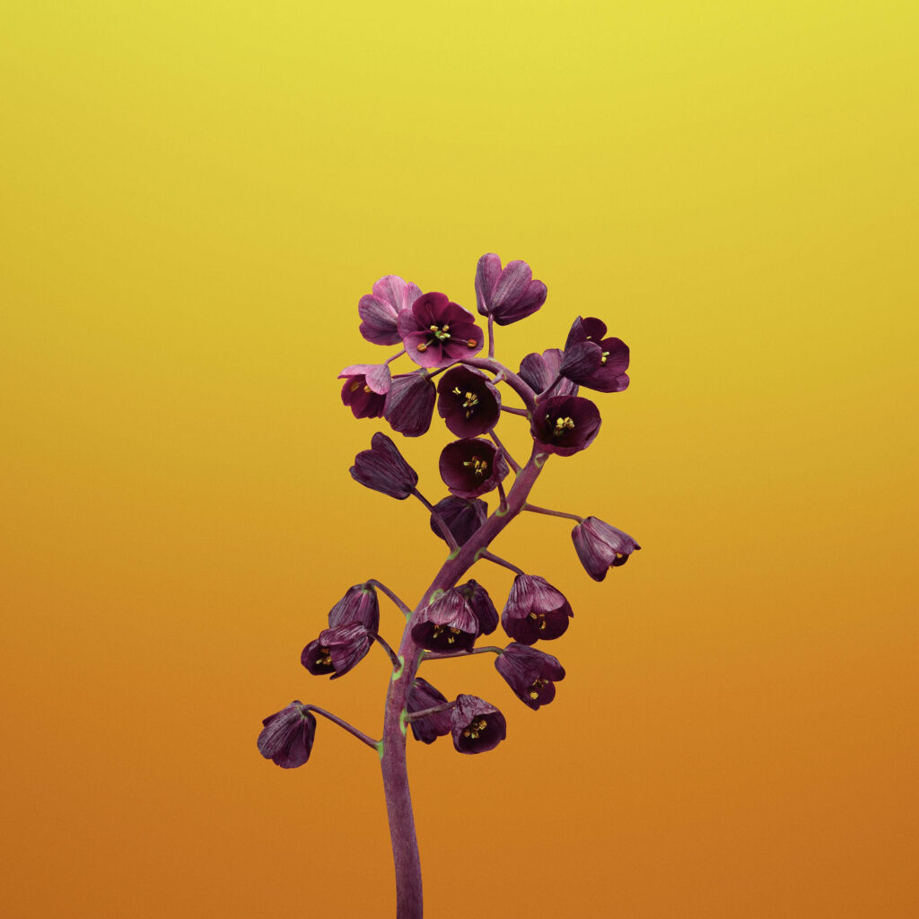 Bell-shaped Fritillarias in Purple: A Captivating Macro View on a Vibrant Floral Apple Wallpaper