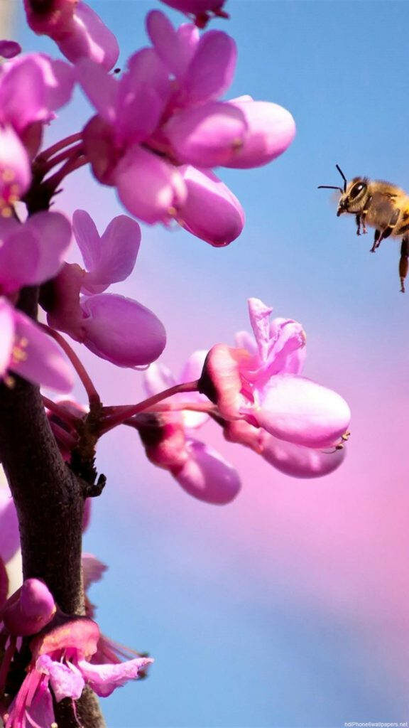 Enchanting Purple Sakura Blossoms: A Dreamy iPhone Background Wallpaper