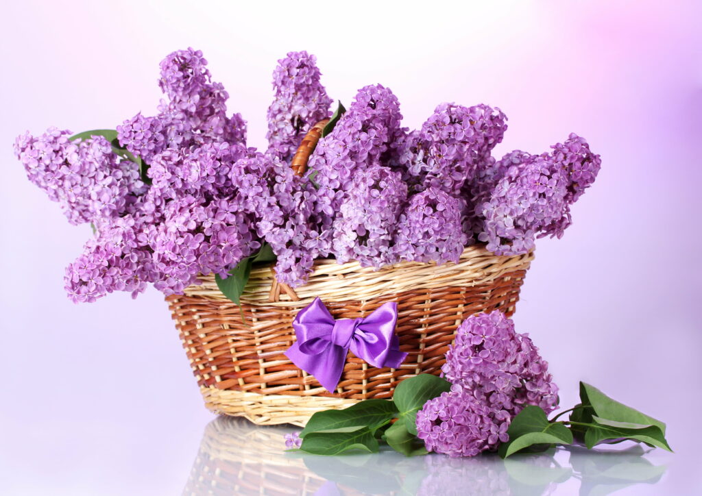 Basket of Lavender Blooms: A Captivating HD Wallpaper