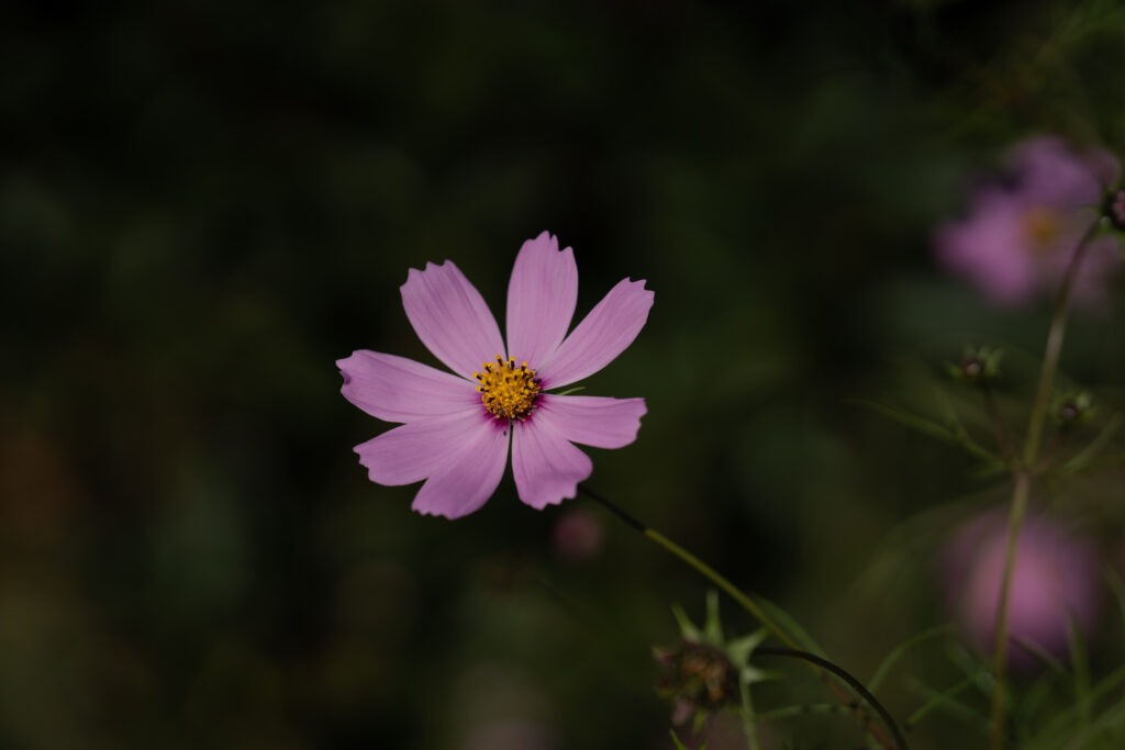 Macro Purple Cosmos Flower Wallpaper with Soft Green Background