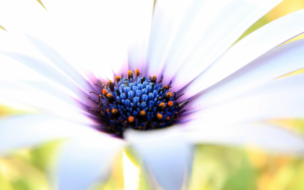 Enchanting Blooms: Captivating Purple and White Flowers in QHD Wallpaper