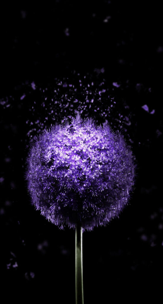 Purple Whispers: Enchanting OLED iPhone Background with Floating Dandelion Petals on a Mysterious Black Canvas Wallpaper