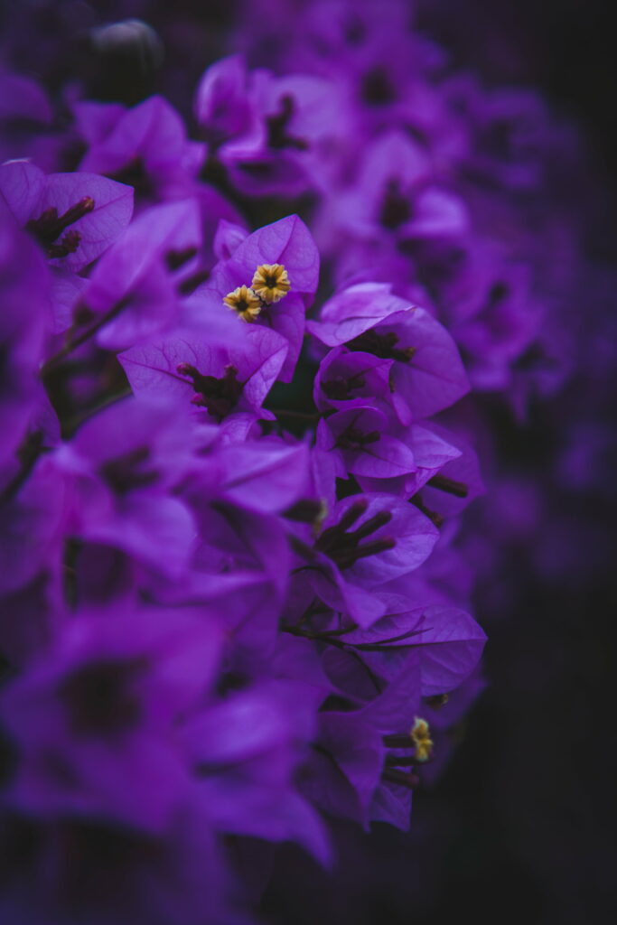 Vibrant Purple Geranium Inflorescences: Stunning Macro Capture for HD Phone Wallpaper