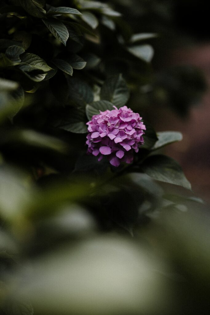 Purple Hydrangea Bloom Macro Shot with Lush Green Leaves Background Wallpaper