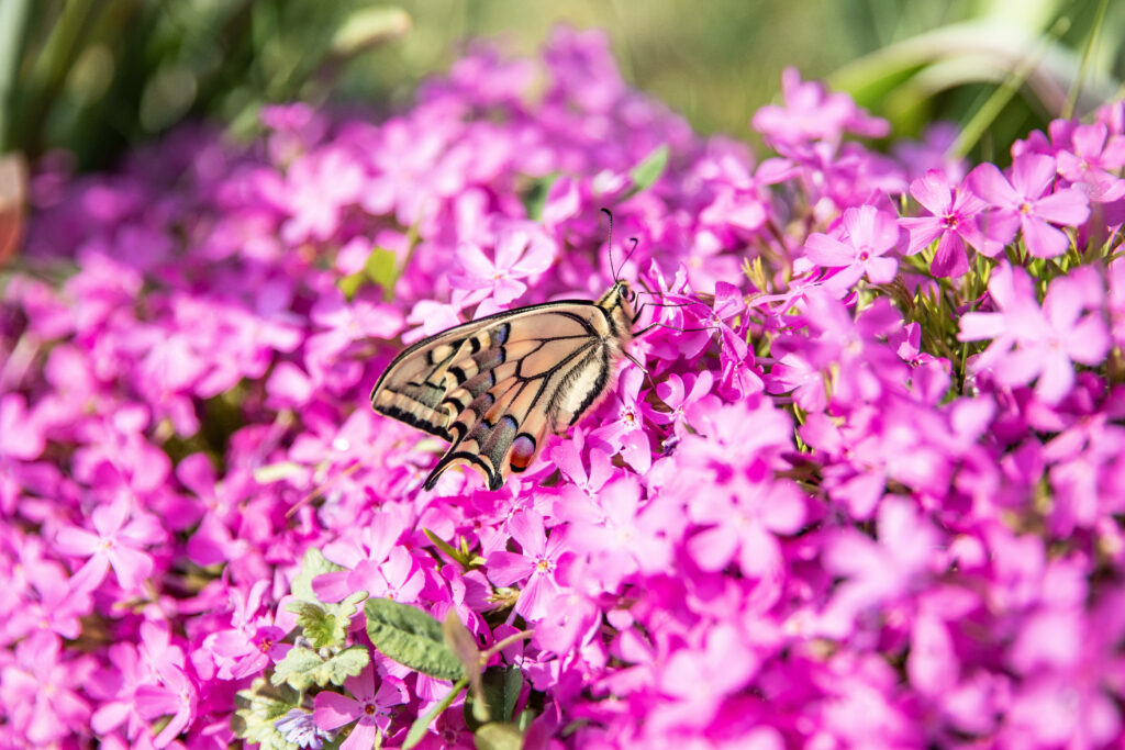 Purple Delight: Capturing the Daytime Beauty of a Resting Swallowtail Butterfly amidst Lush Floral Surroundings Wallpaper