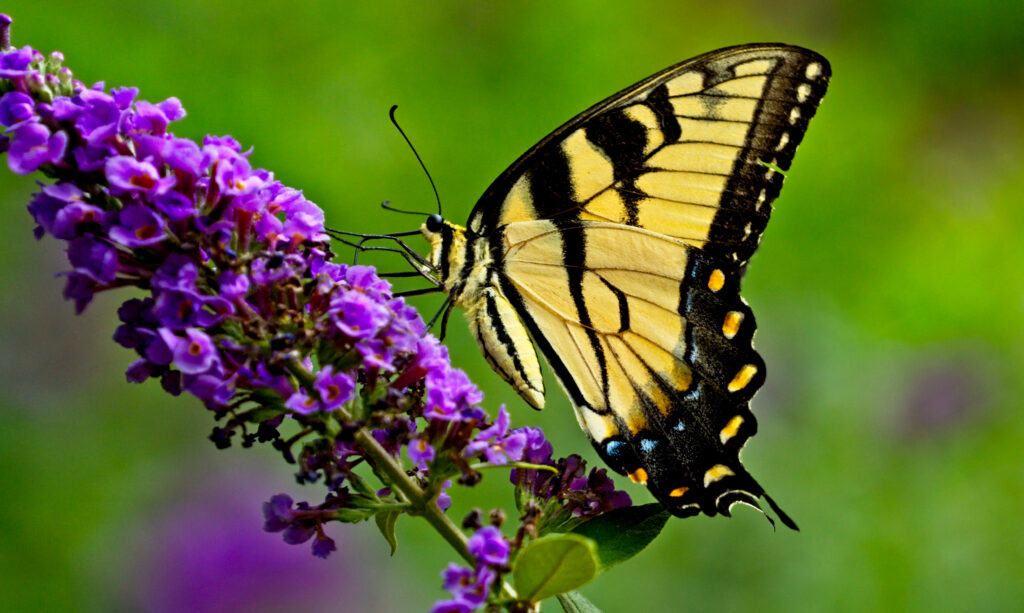 Purple Butterfly Perched on Delicate Blooms Wallpaper