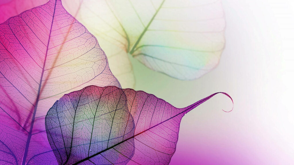 A Delicate Display: Ethereal Purple Leaves Embrace Transparency and Sweetly Curl at Their Tips Wallpaper